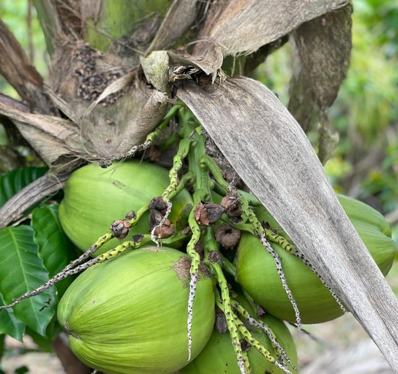Cocos verts sur le palmier
