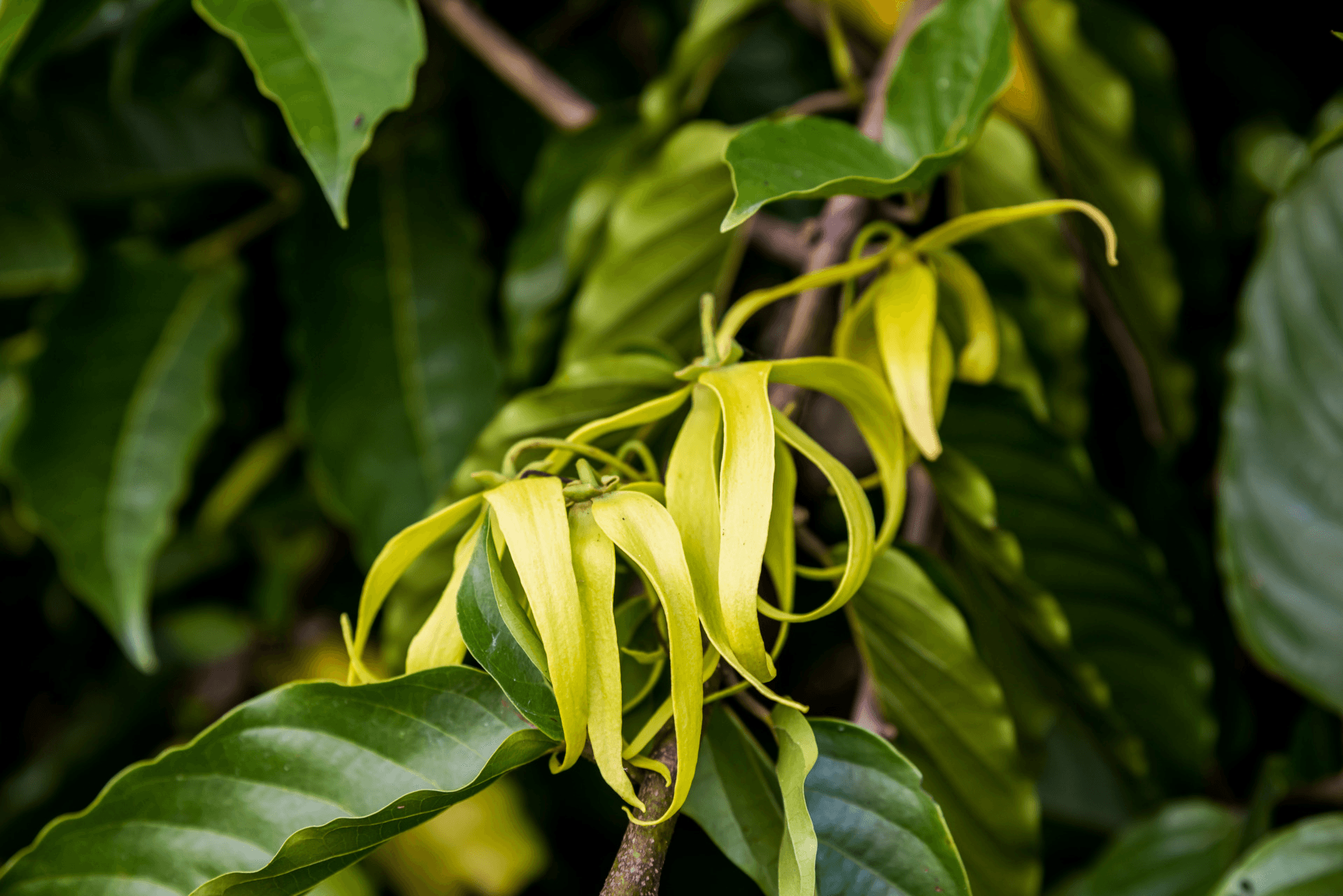 Fleur d'ylang-ylang, centre à maturité