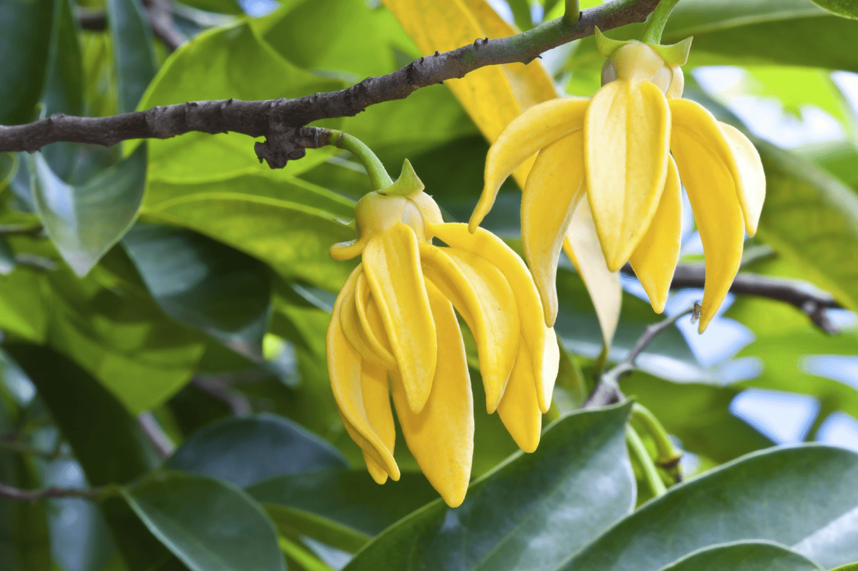 Fleurs d'ylang-ylang sur la branche