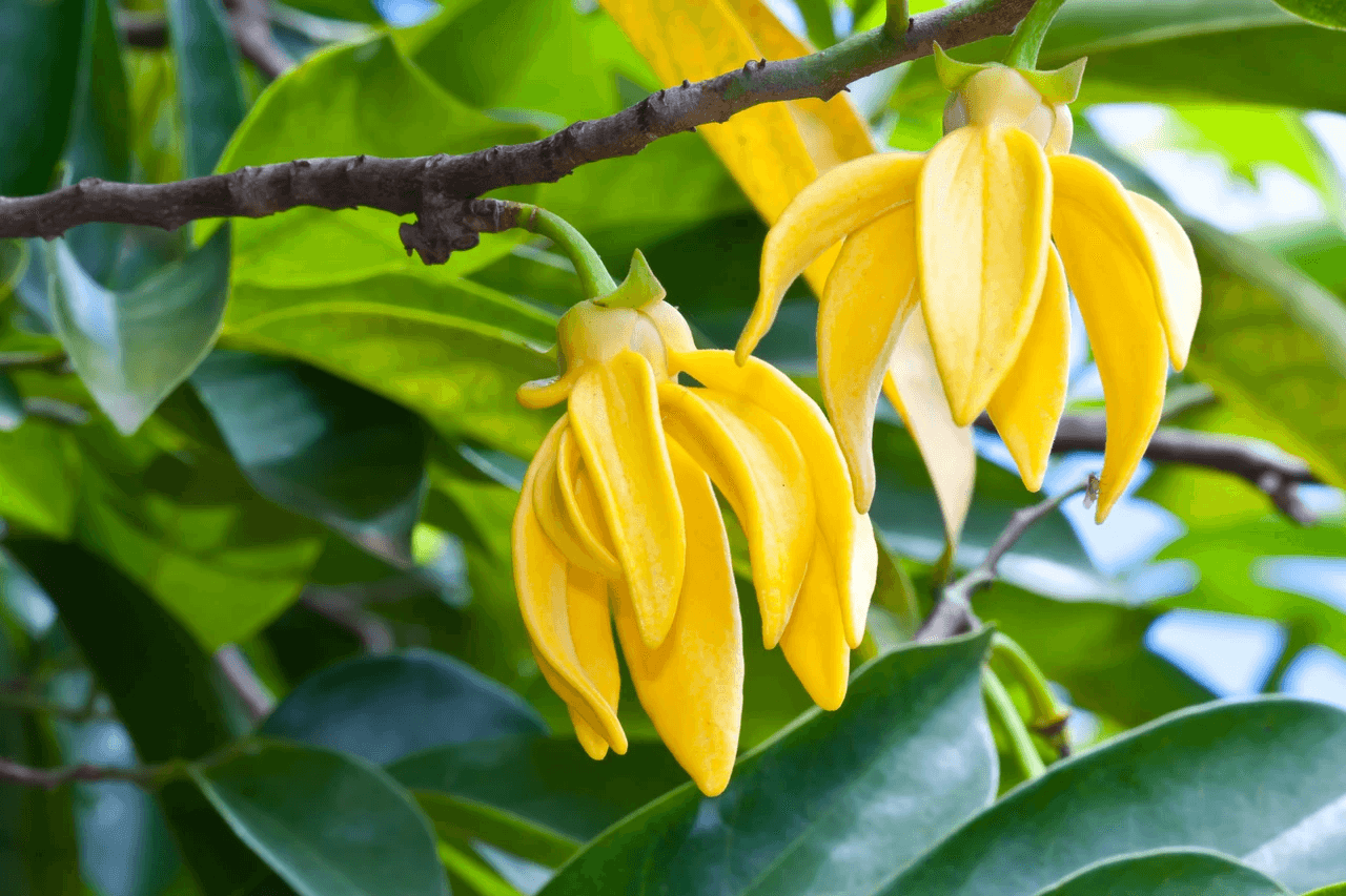 Fleurs d'ylang-ylang sur la branche, prêtes pour la distillation
