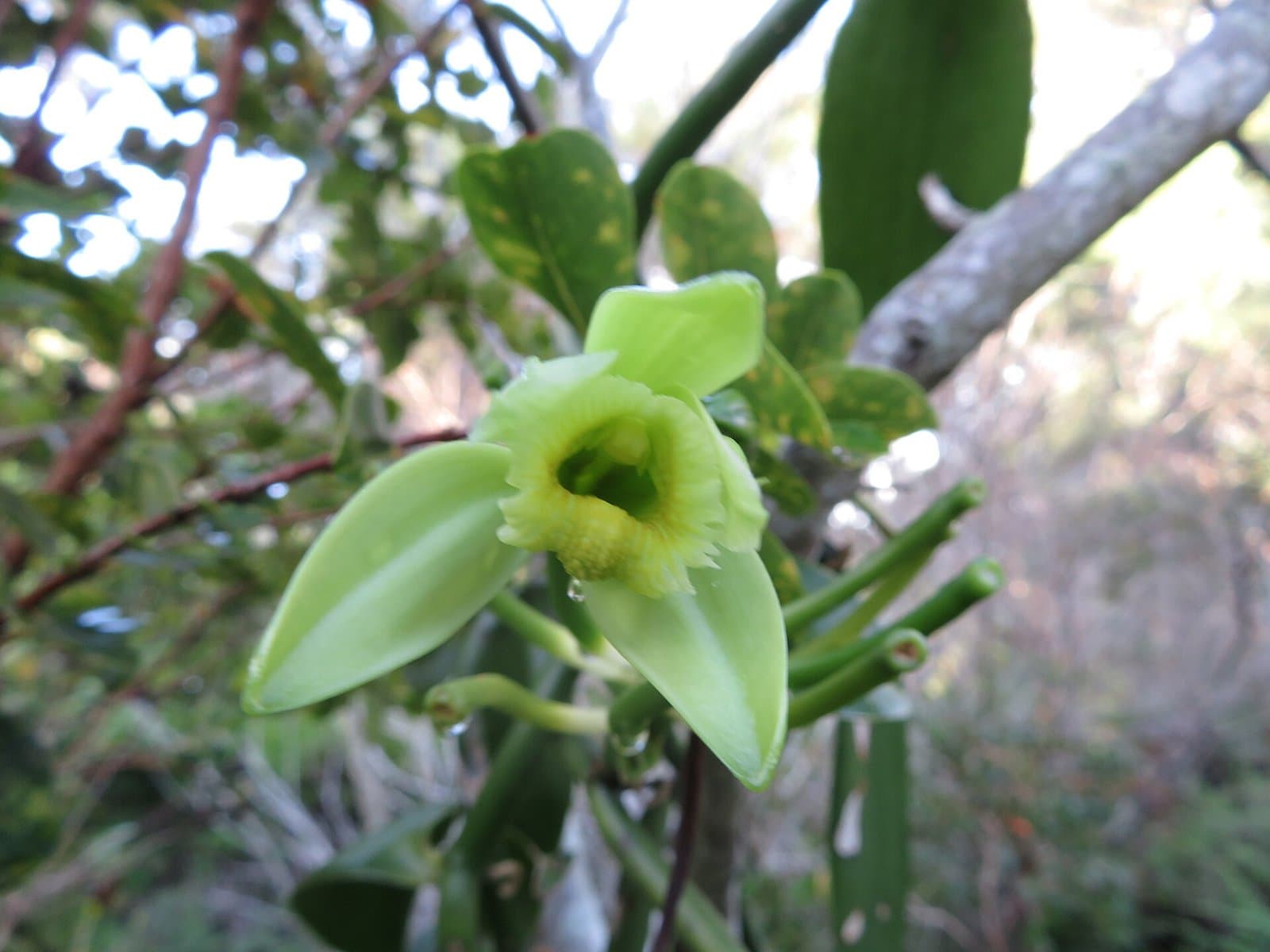 Fleur de Vanilla planifolia